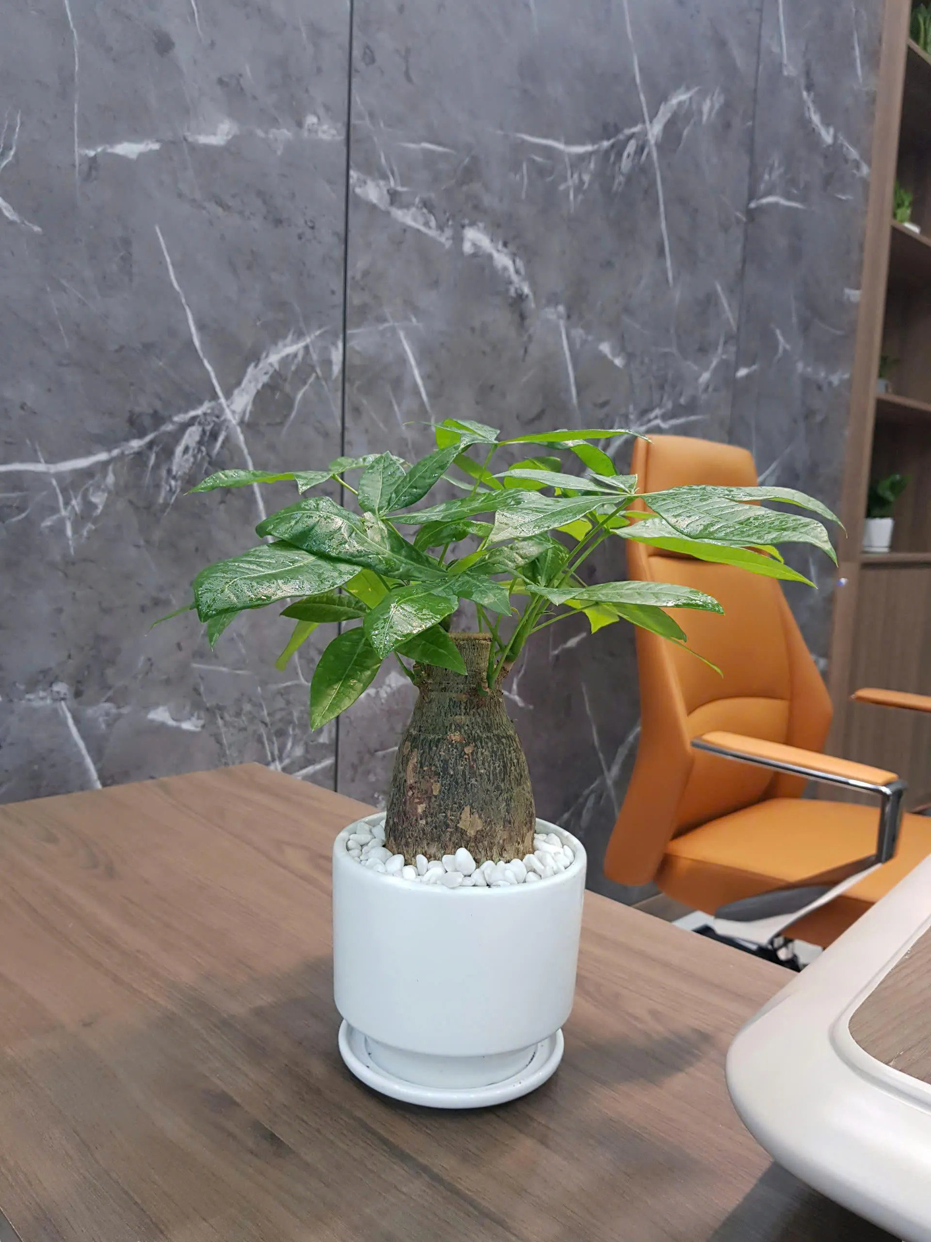 Cây kim ngân để bàn làm việc